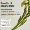 Abib Collagen Eye Crème Jericho Rose Tube 30ml (1.01floz)