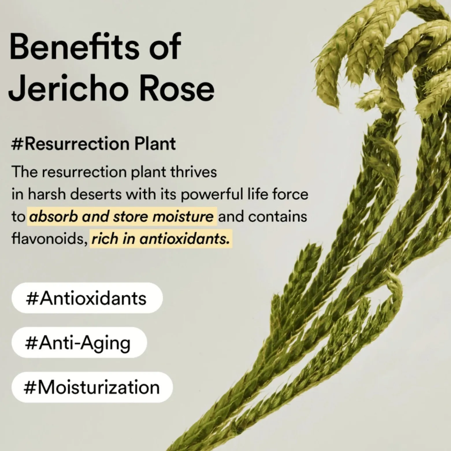 Abib Collagen Eye Crème Jericho Rose Tube 30ml (1.01floz)
